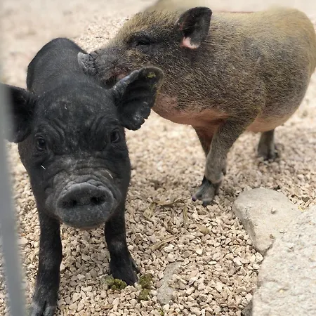 Casa Da Milheira - Bed & Breakfast 3*